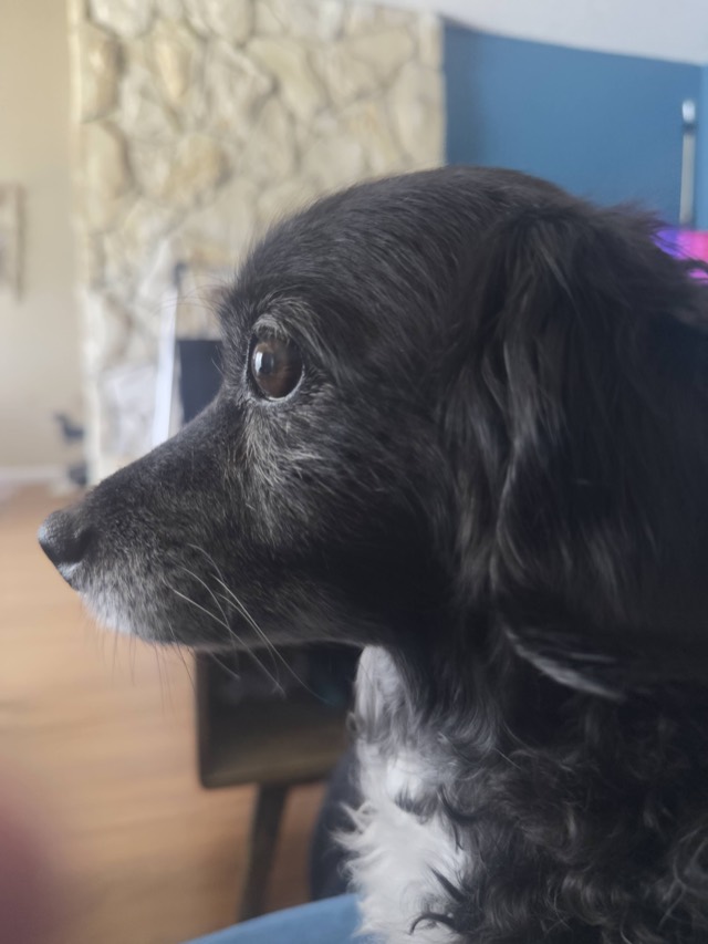 Chance, a black dog with a greying muzzle, in profile